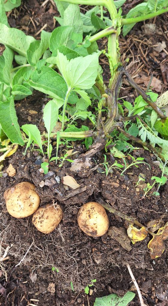 Cách Phòng Trị Bệnh Thối Gốc Khoai Tây