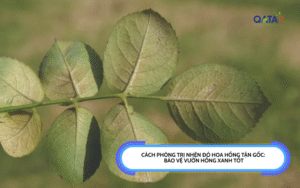 Cách Phòng Trị Nhện Đỏ Hoa Hồng