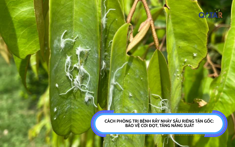 Cách Phòng Trị Bệnh Rầy Nhảy Sầu Riêng