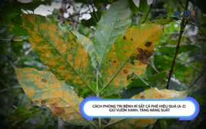 Bệnh Rỉ Sắt Cà Phê