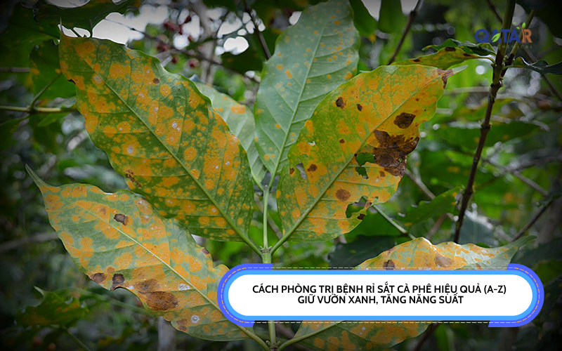 Bệnh Rỉ Sắt Cà Phê