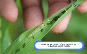 Sâu Cuốn Lá Lúa