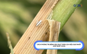 Cách Phòng Trị Bệnh Sâu Đục Thân