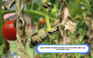 Cách Phòng Trị Bệnh Sương Mai Hoa Hồng