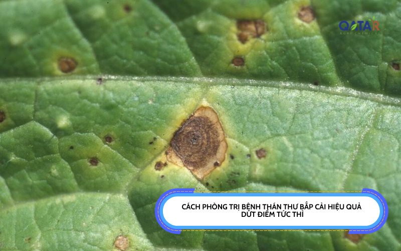 Cách Phòng Trị Bệnh Thán Thư Bắp Cải