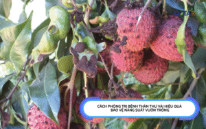 Cách Phòng Trị Bệnh Thán Thư Vải