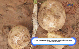 Cách Phòng Trị Bệnh Thối Gốc Khoai Tây