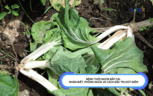 Bệnh Thối Nhũn Bắp Cải