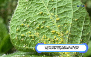 Cách Phòng Trị Rệp Muội Hại Đậu Tương