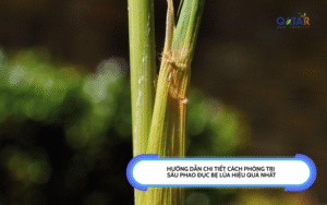 Cách Phòng Trị Sâu Phao Đục Bẹ