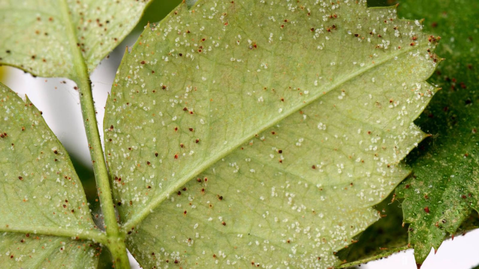 Cách Phòng Trị Nhện Đỏ Hoa Hồng