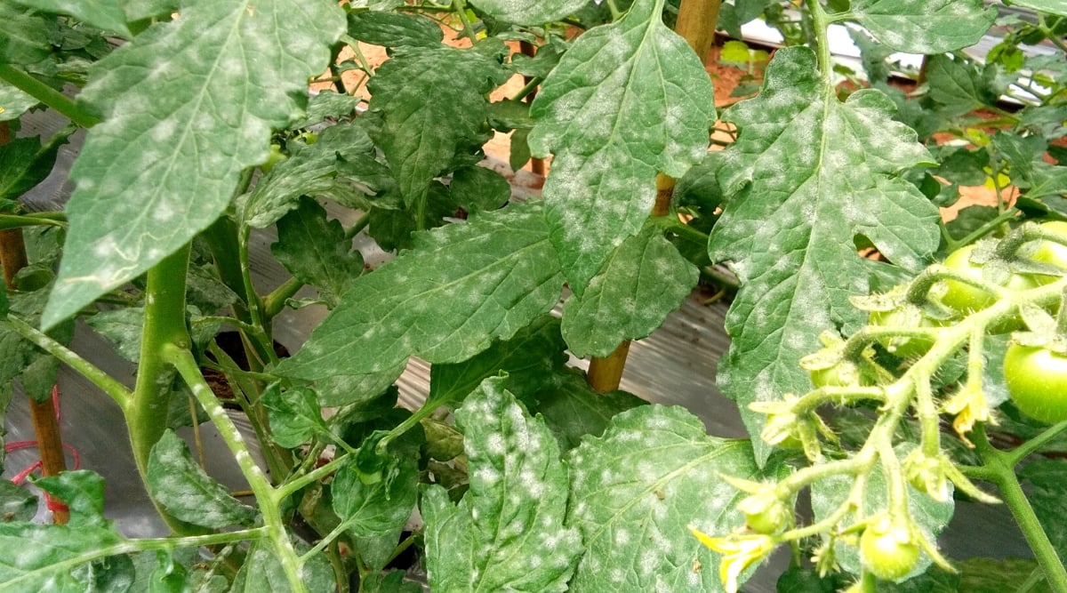 Cách Phòng Trị Bệnh Sương Mai Hoa Hồng