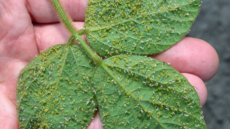 Cách Phòng Trị Rệp Muội Hại Đậu Tương