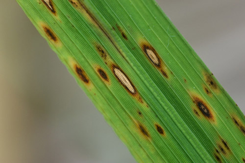 ASMILTATOP SUPER 400SC