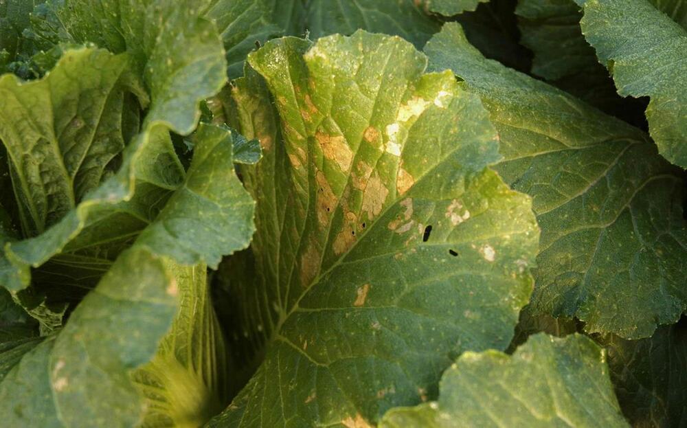 Cách Phòng Trị Bệnh Thán Thư Bắp Cải