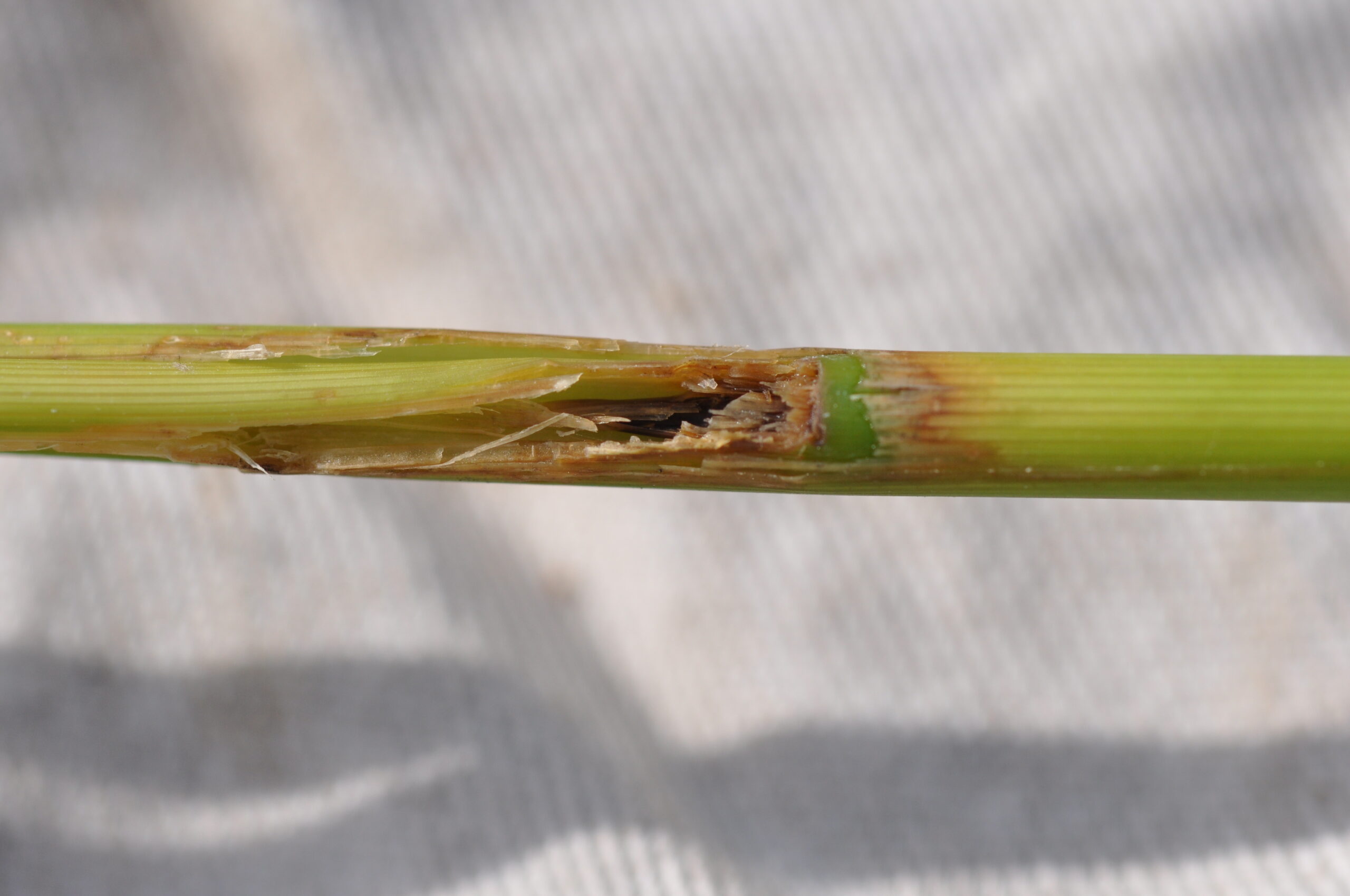 Cách Phòng Trị Sâu Phao Đục Bẹ