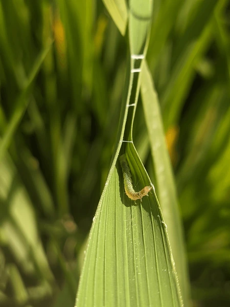 Sâu Cuốn Lá Lúa