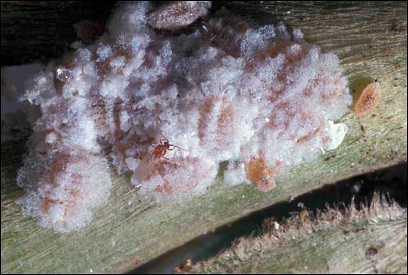 Cách Phòng Trị Bệnh Rệp Sáp Cà Phê 