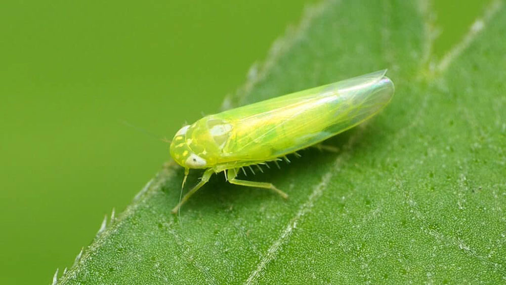 Cách Phòng Trị Bệnh Rầy Nhảy Sầu Riêng