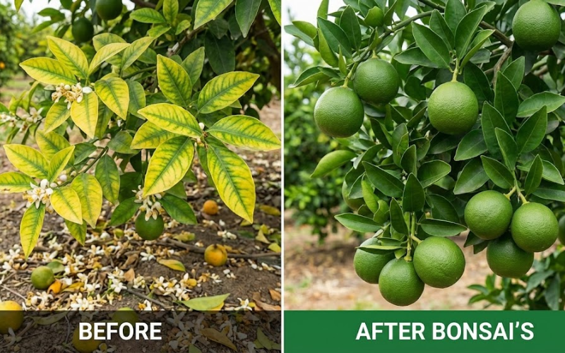 Phân bón BONSAI’S 20SPC