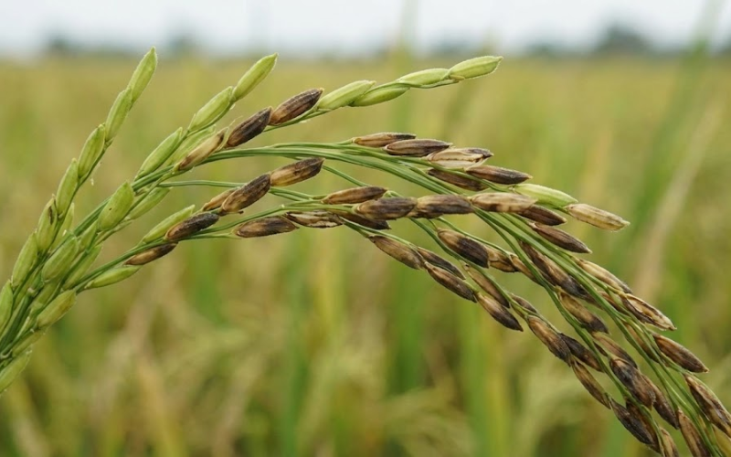 KING-CIDE JAPAN 460SC