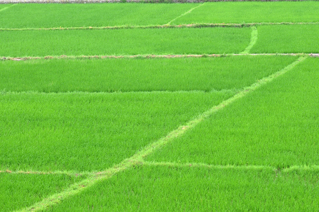 Chiến lược quản lý dịch hại trên cây lúa cho năng suất cao