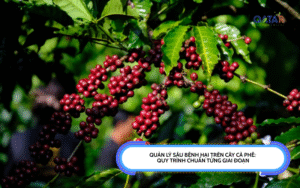 QUẢN LÝ SÂU BỆNH HẠI TRÊN CÂY CÀ PHÊ