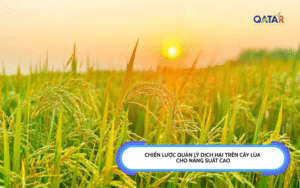 Chiến lược quản lý dịch hại trên cây lúa cho năng suất cao