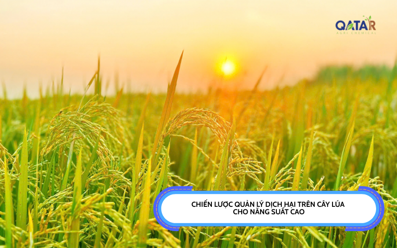Chiến lược quản lý dịch hại trên cây lúa cho năng suất cao