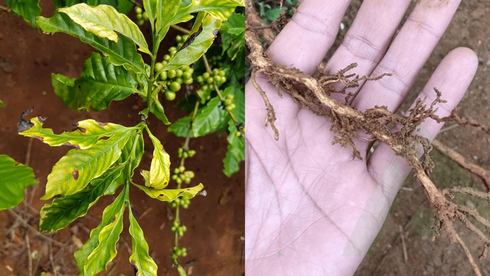 QUẢN LÝ SÂU BỆNH HẠI TRÊN CÂY CÀ PHÊ