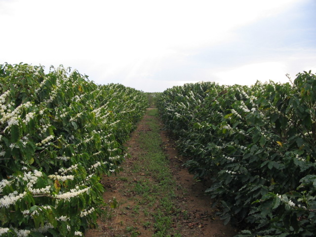 QUẢN LÝ SÂU BỆNH HẠI TRÊN CÂY CÀ PHÊ