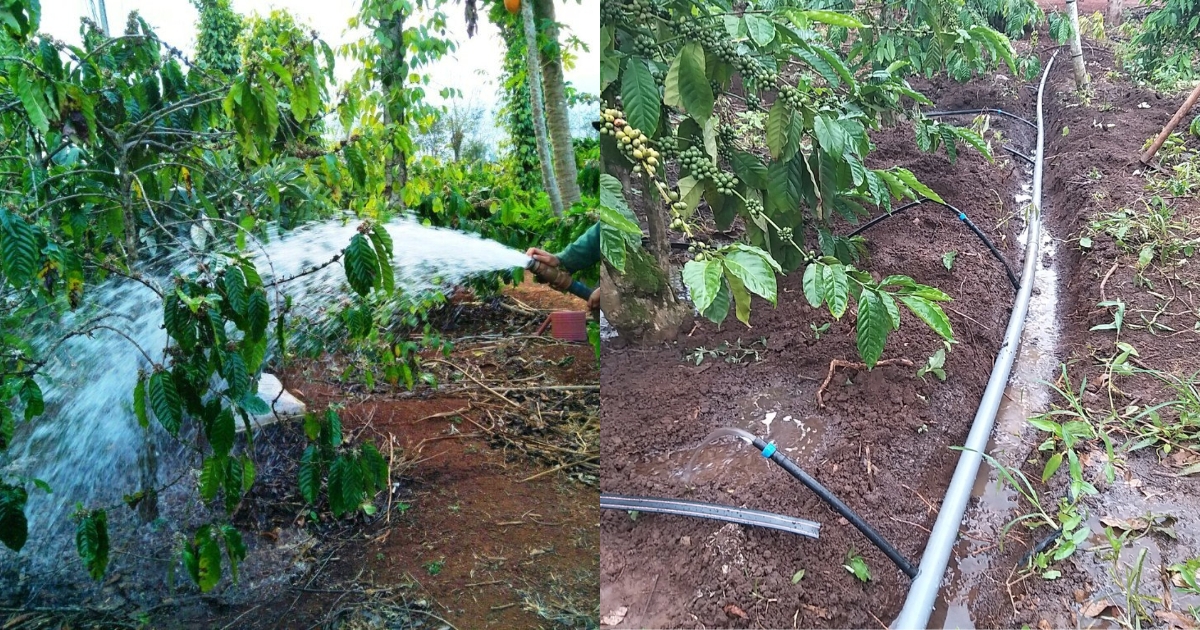 QUẢN LÝ SÂU BỆNH HẠI TRÊN CÂY CÀ PHÊ