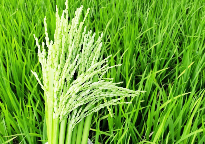 Chiến lược quản lý dịch hại trên cây lúa cho năng suất cao