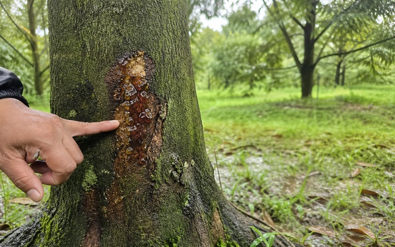 cơ chế phát sinh xì mủ sầu riêng mùa nghịch