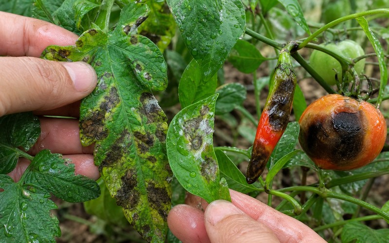 chẩn đoán sương mai trên cà chua và ớt