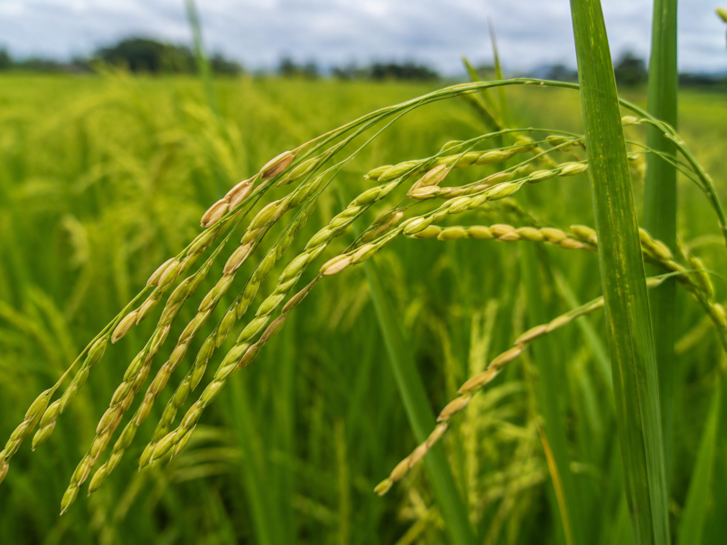 dinh dưỡng lúa giai đoạn trổ chín chống lép vàng