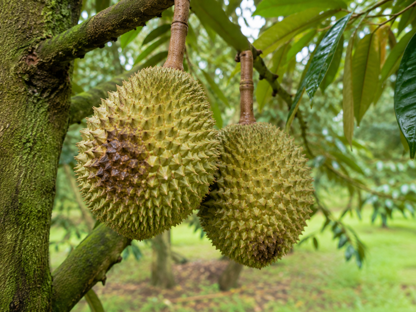 Dinh dưỡng chống sượng và thối trái sầu riêng