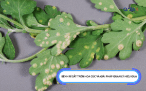 Bệnh rỉ sắt trên hoa cúc