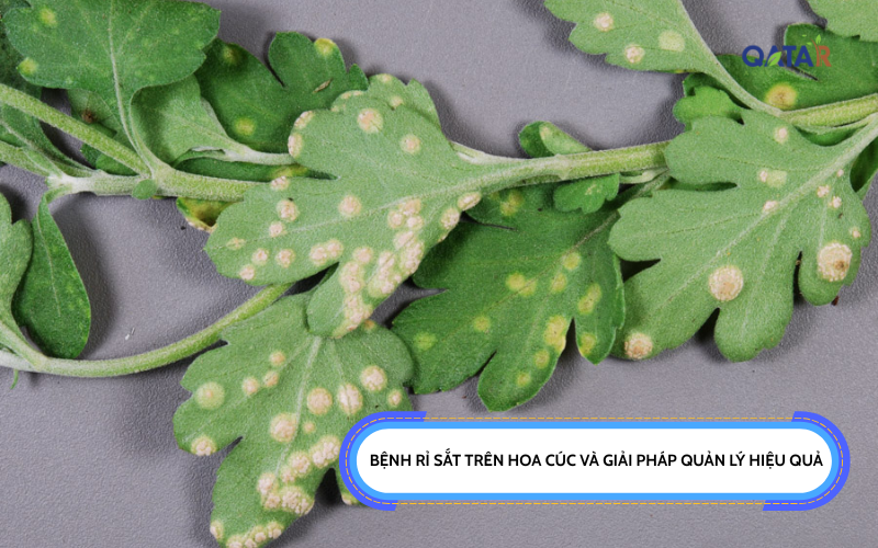 Bệnh rỉ sắt trên hoa cúc