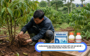 Chẩn đoán nguyên nhân cà phê chết cây do bộ rễ