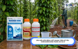 dấu hiệu sớm bệnh chết nhanh trên hồ tiêu