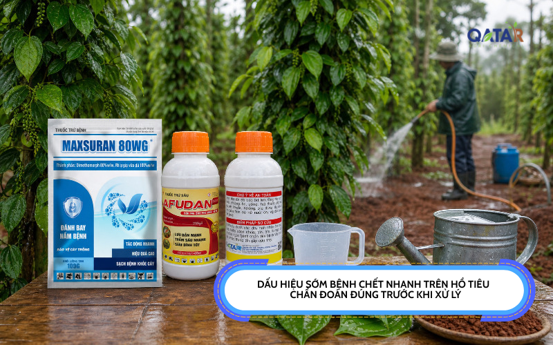 dấu hiệu sớm bệnh chết nhanh trên hồ tiêu