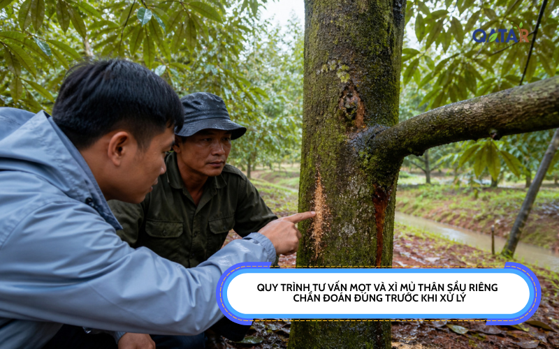 Quy trình tư vấn mọt và xì mủ thân sầu riêng
