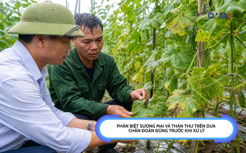 phân biệt sương mai và thán thư trên dưa
