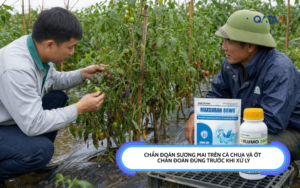 chẩn đoán sương mai trên cà chua và ớt