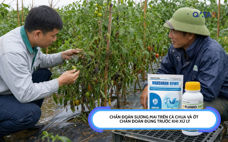 chẩn đoán sương mai trên cà chua và ớt