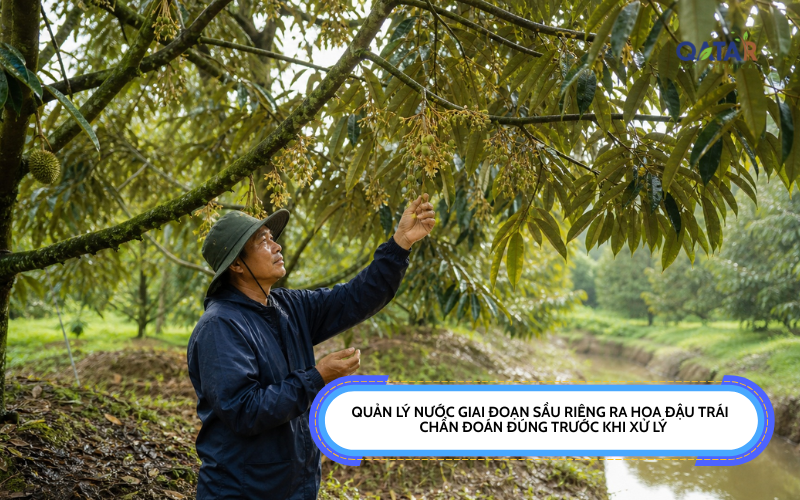 quản lý nước giai đoạn sầu riêng ra hoa đậu trái