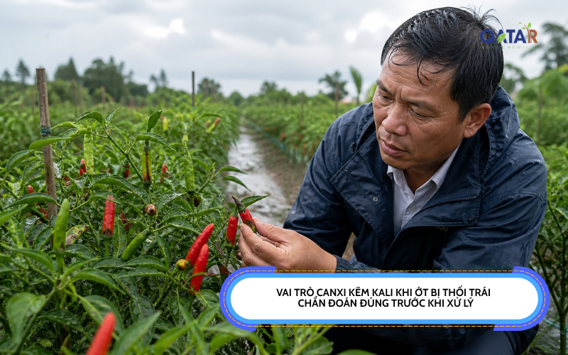 vai trò canxi kẽm kali khi ớt bị thối trái