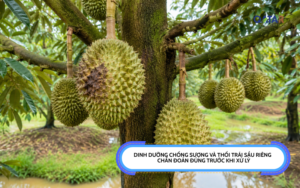 Dinh dưỡng chống sượng và thối trái sầu riêng