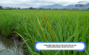 Phân biệt đạo ôn lá với cháy bìa lá lúa